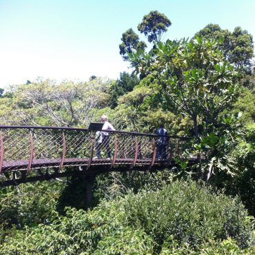 Bridge Kirstenbosch Botanical Gardens